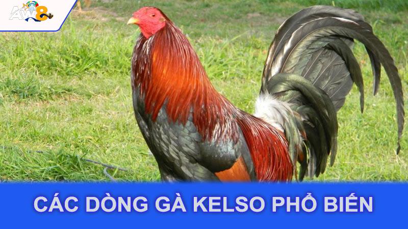 Các dòng gà Kelso phổ biến