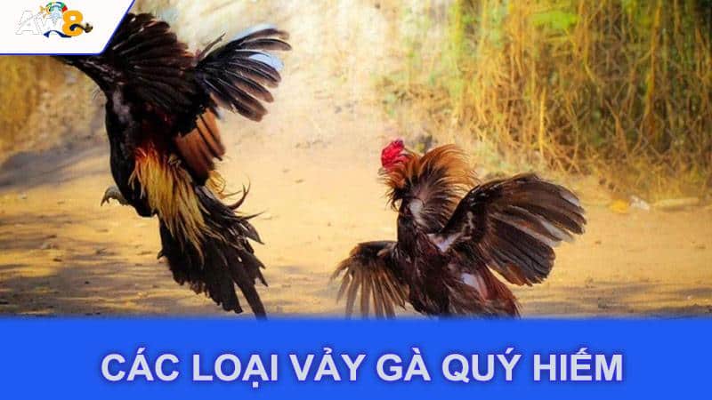 Các loại vảy gà quý hiếm