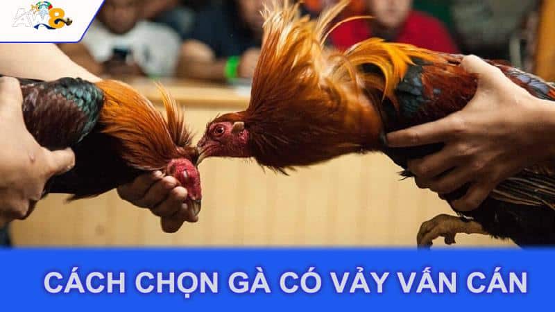 Cách Chọn Gà Có Vảy Vấn Cán