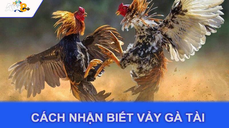 Cách nhận biết vảy gà tài