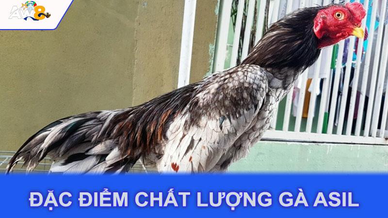 Đặc điểm chất lượng gà Asil