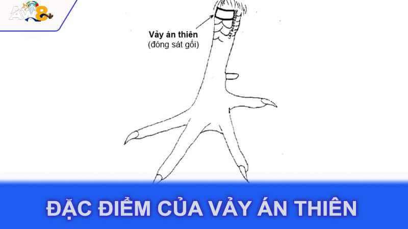 Đặc điểm của vảy án thiên