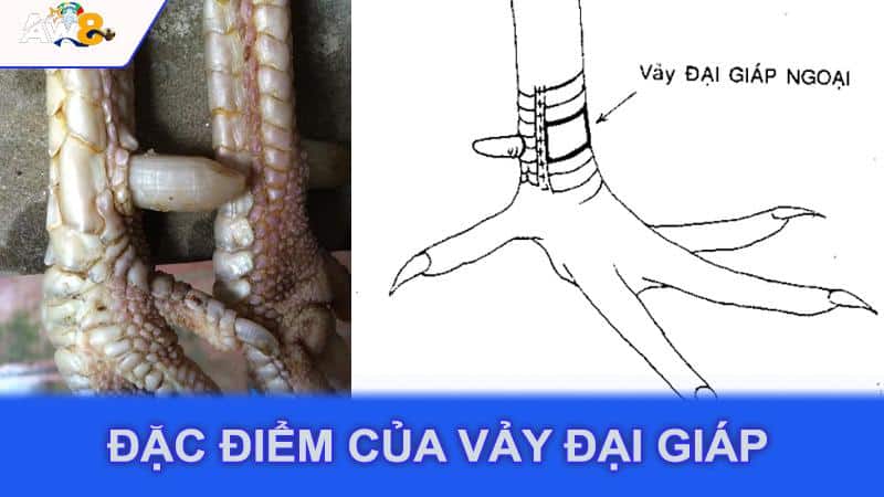 Đặc điểm của vảy đại giáp