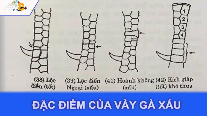 Đặc điểm của vảy gà xấu