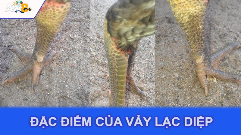 Đặc điểm của vảy lạc diệp