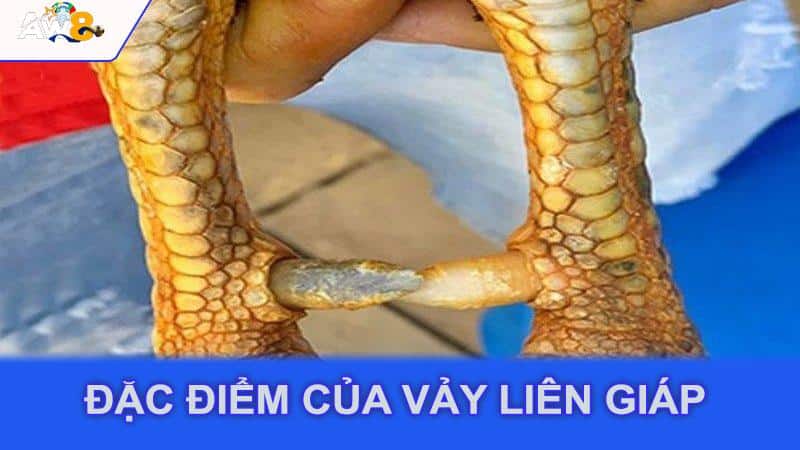 Đặc điểm của vảy liên giáp