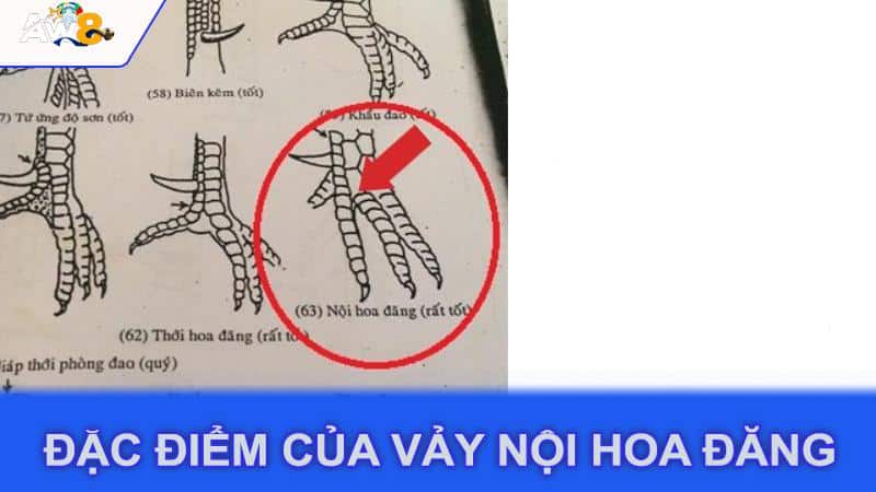 Đặc điểm của vảy nội hoa đăng