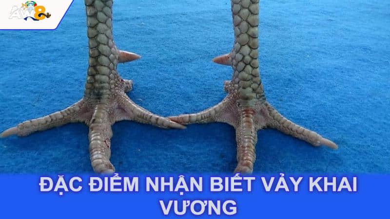 Đặc điểm nhận biết vảy khai vương