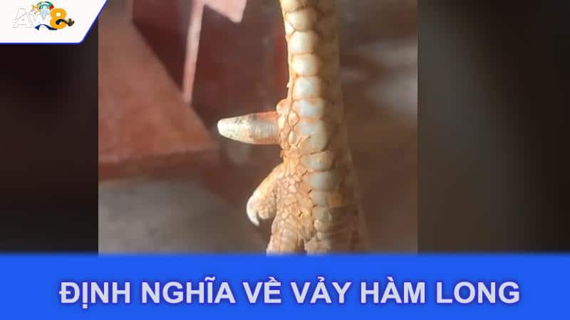 Định nghĩa về vảy hàm long