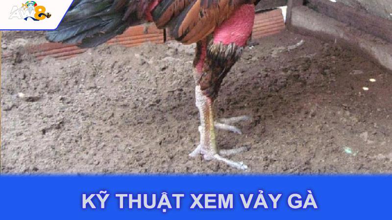 Kỹ thuật xem vảy gà