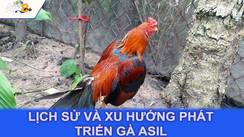 Lịch sử và xu hướng phát triển gà Asil