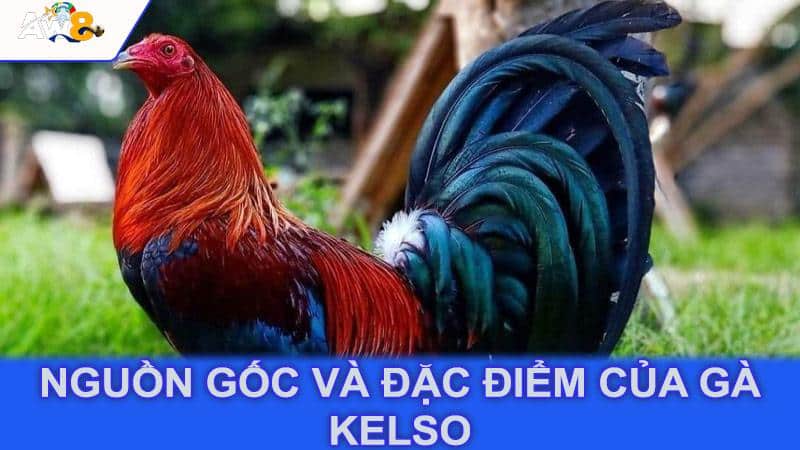 Nguồn gốc và đặc điểm của gà Kelso