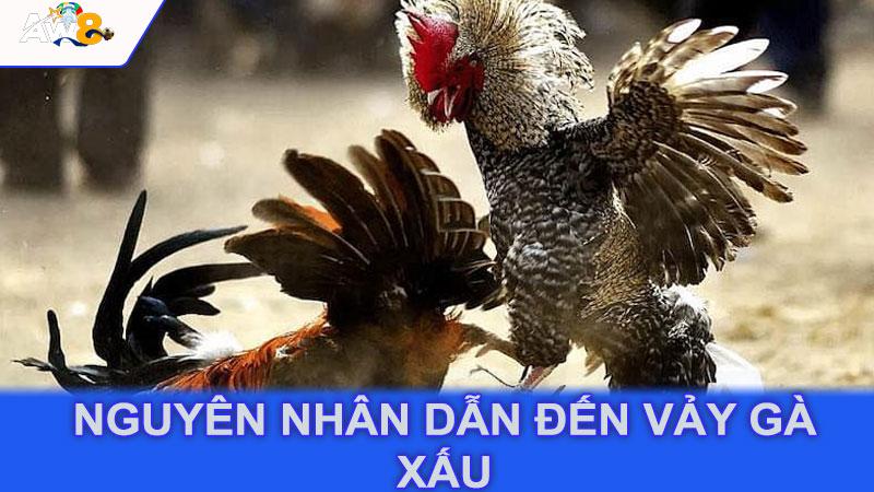 Nguyên nhân dẫn đến vảy gà xấu