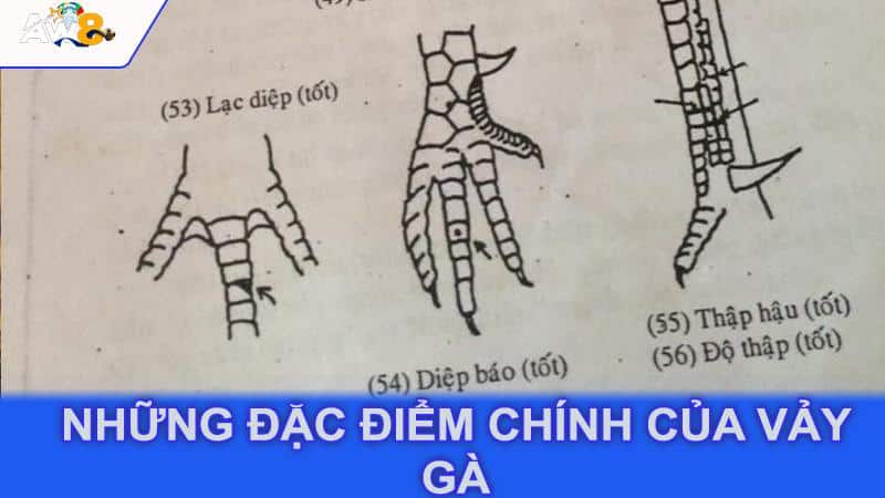 Những đặc điểm chính của vảy gà