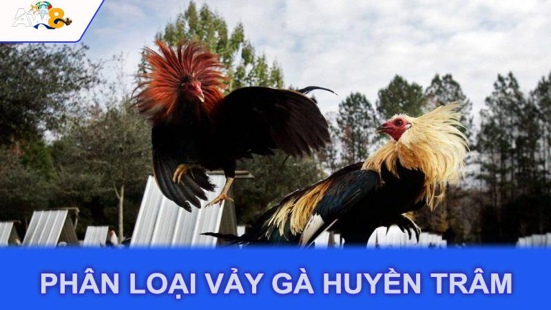 Phân loại vảy gà huyền trâm