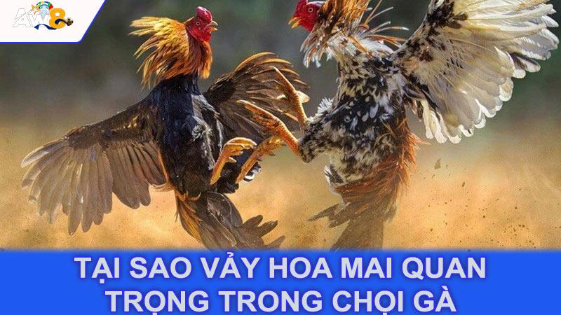 Tại sao vảy hoa mai quan trọng trong chọi gà