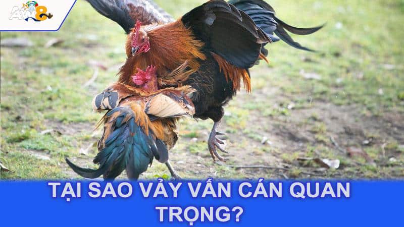 Tại Sao Vảy Vấn Cán Quan Trọng?