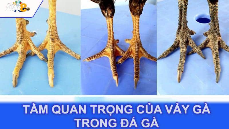 Tầm quan trọng của vảy gà trong đá gà