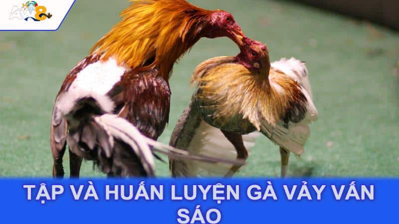 Tập và huấn luyện gà vảy vấn sáo