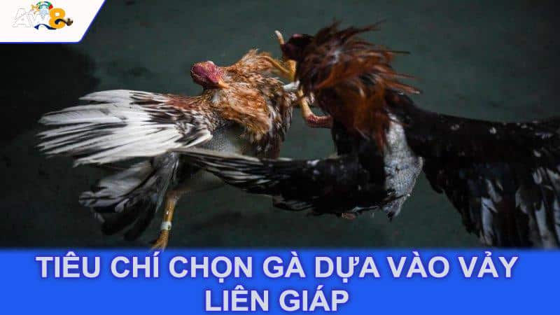 Tiêu chí chọn gà dựa vào vảy liên giáp