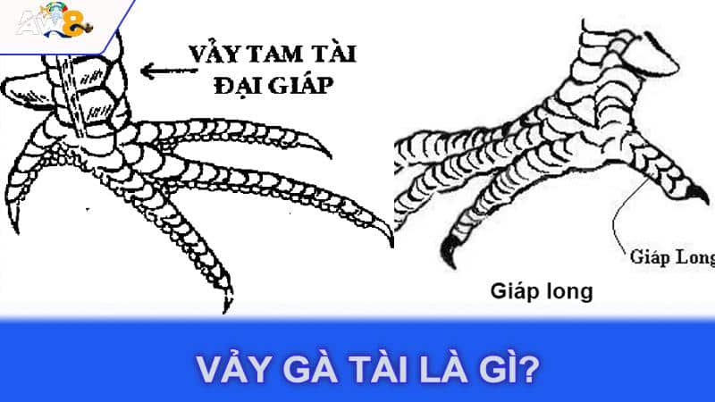 Vảy gà tài là gì?