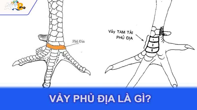 Vảy phủ địa là gì?