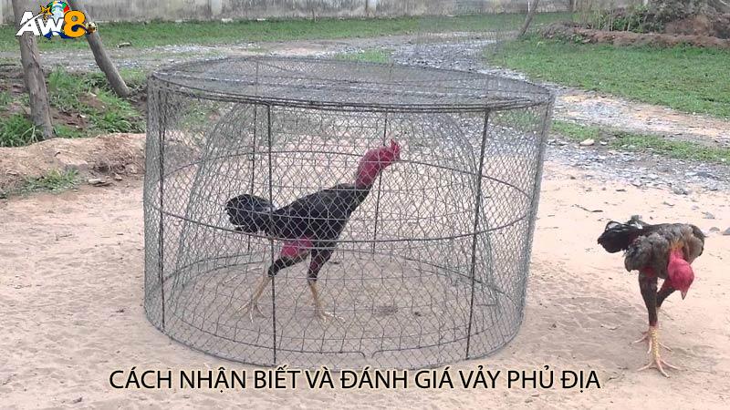 Cách nhận biết và đánh giá vảy phủ địa