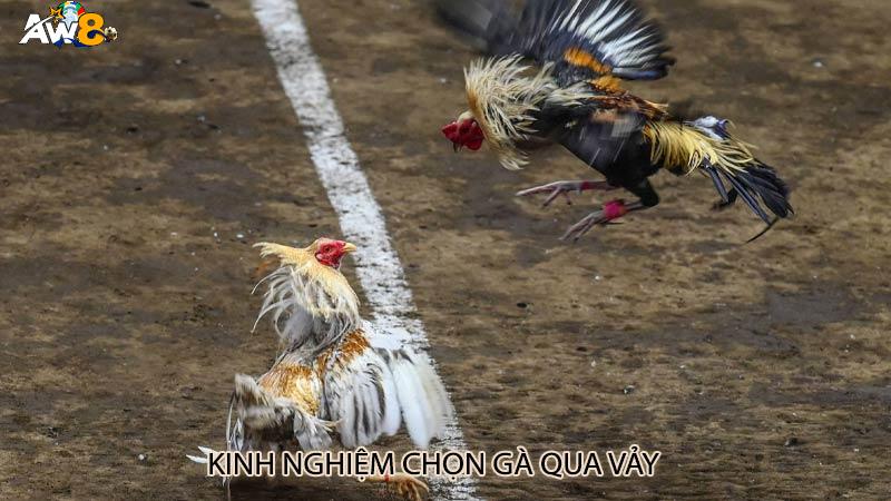 Kinh nghiệm chọn gà qua vảy