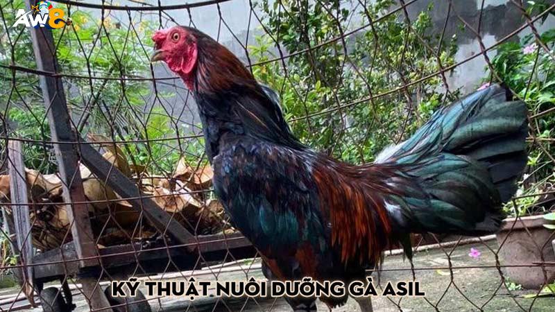 Kỹ thuật nuôi dưỡng gà Asil