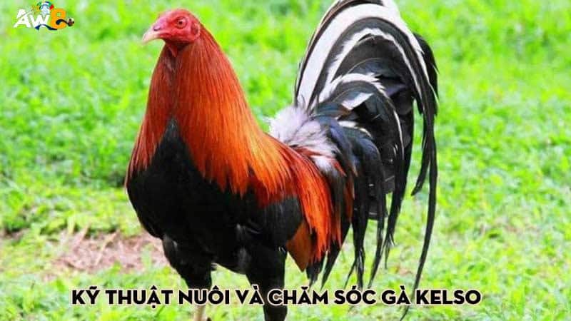 Kỹ thuật nuôi và chăm sóc gà Kelso