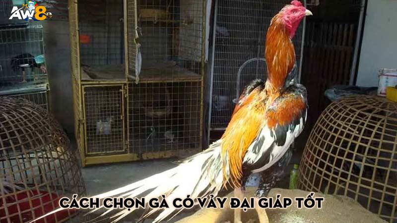 Cách chọn gà có vảy đại giáp tốt