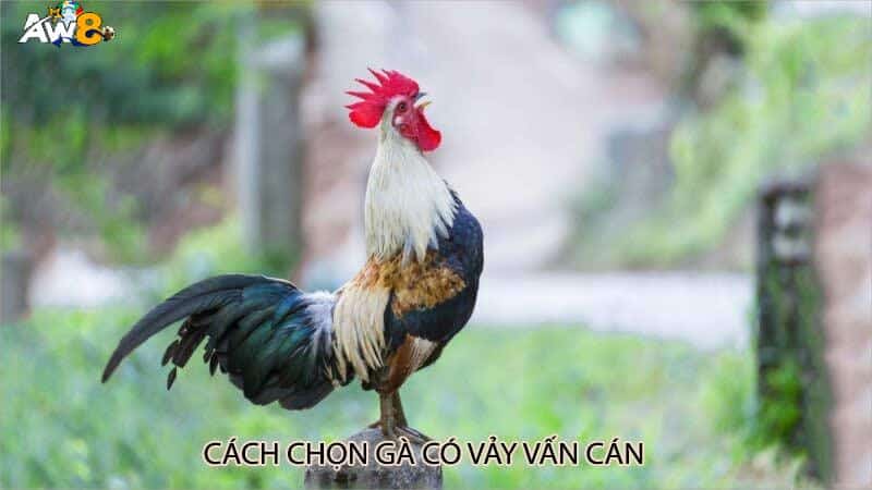 Cách Chọn Gà Có Vảy Vấn Cán