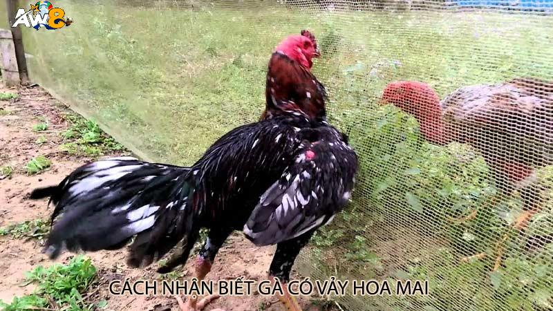 Cách nhận biết gà có vảy hoa mai