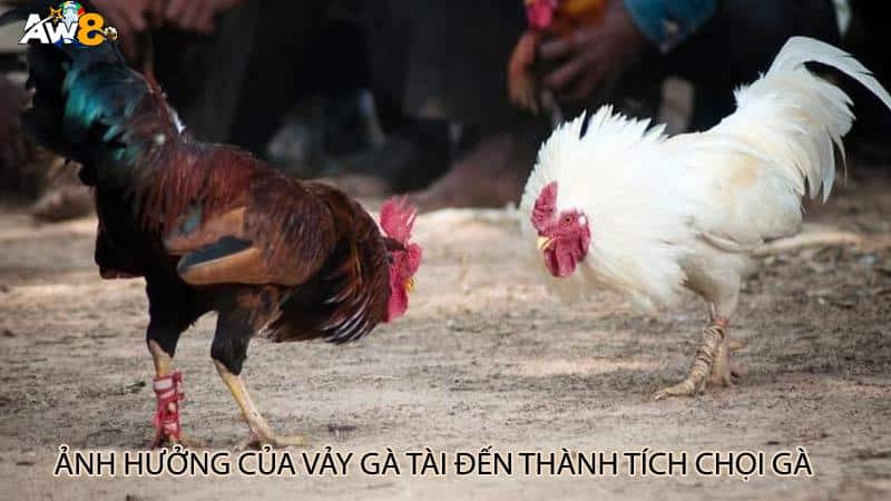 Ảnh hưởng của vảy gà tài đến thành tích chọi gà