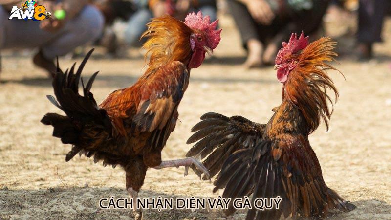 Cách nhận diện vảy gà quý