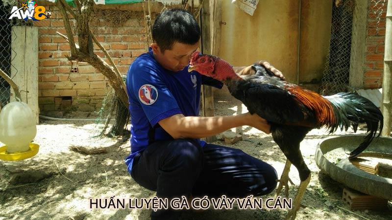 Huấn Luyện Gà Có Vảy Vấn Cán