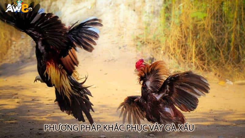 Phương pháp khắc phục vảy gà xấu